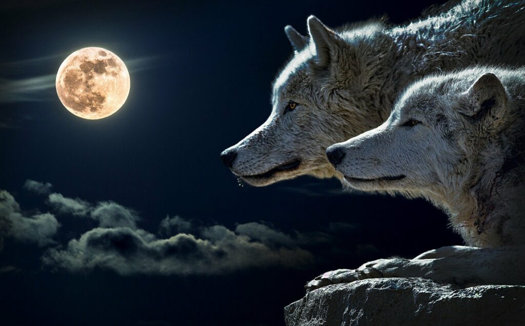 L'histoire du loup blanc et du loup noir